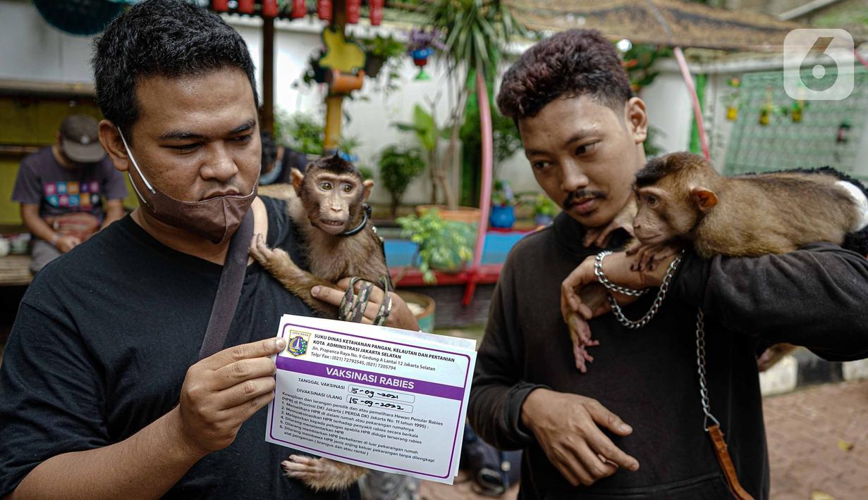 Detail Gambar Monyet Rabies Nomer 39