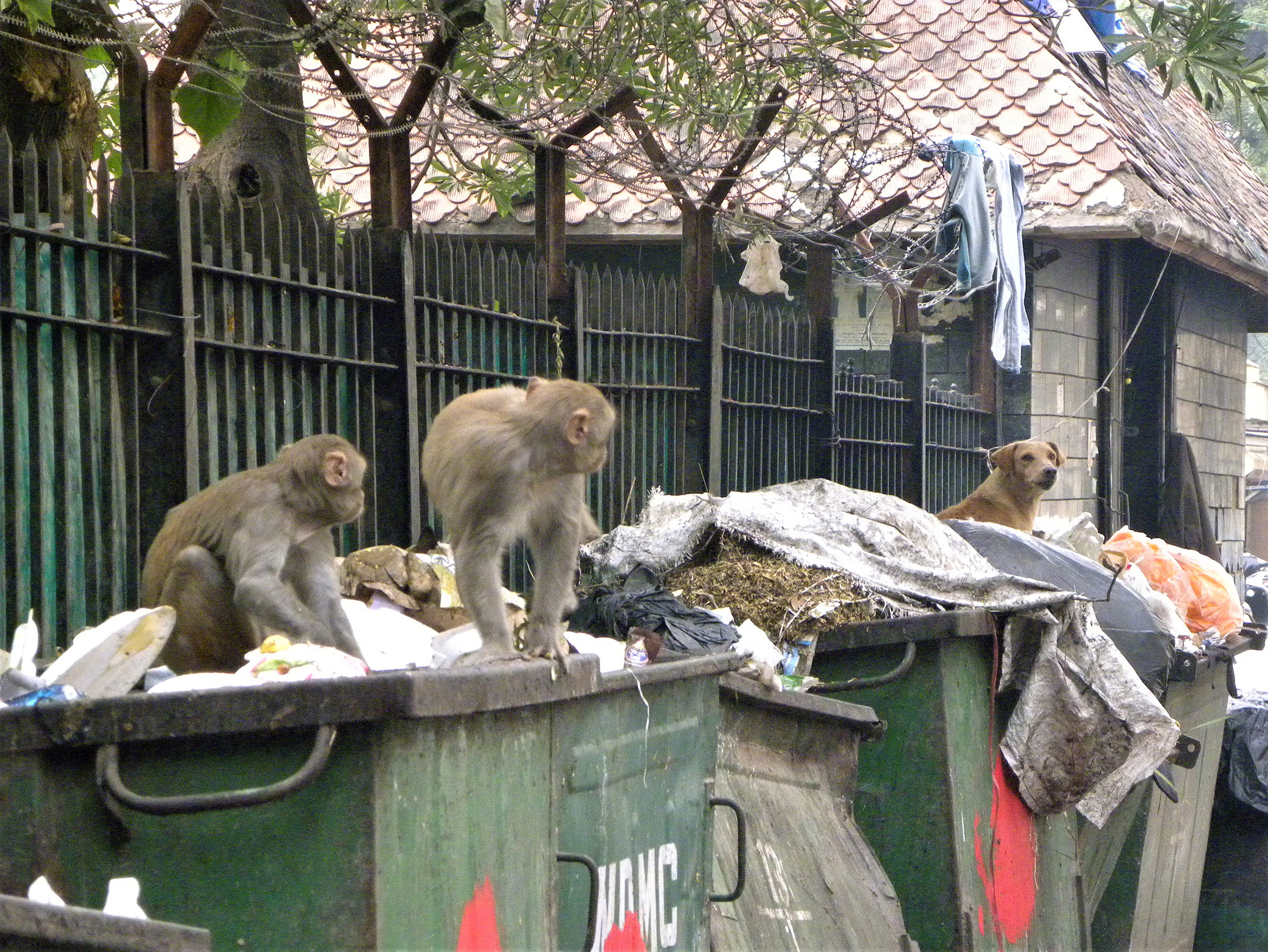 Detail Gambar Monyet Rabies Nomer 40