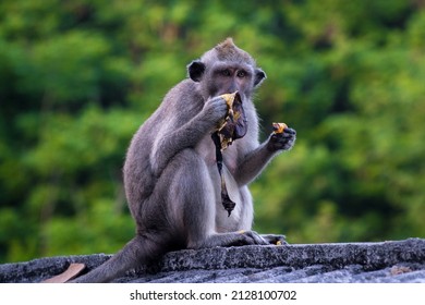 Detail Gambar Monyet Rabies Nomer 41