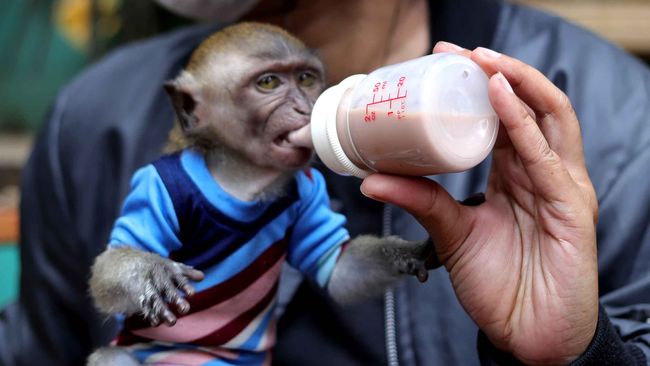 Detail Gambar Monyet Rabies Nomer 42