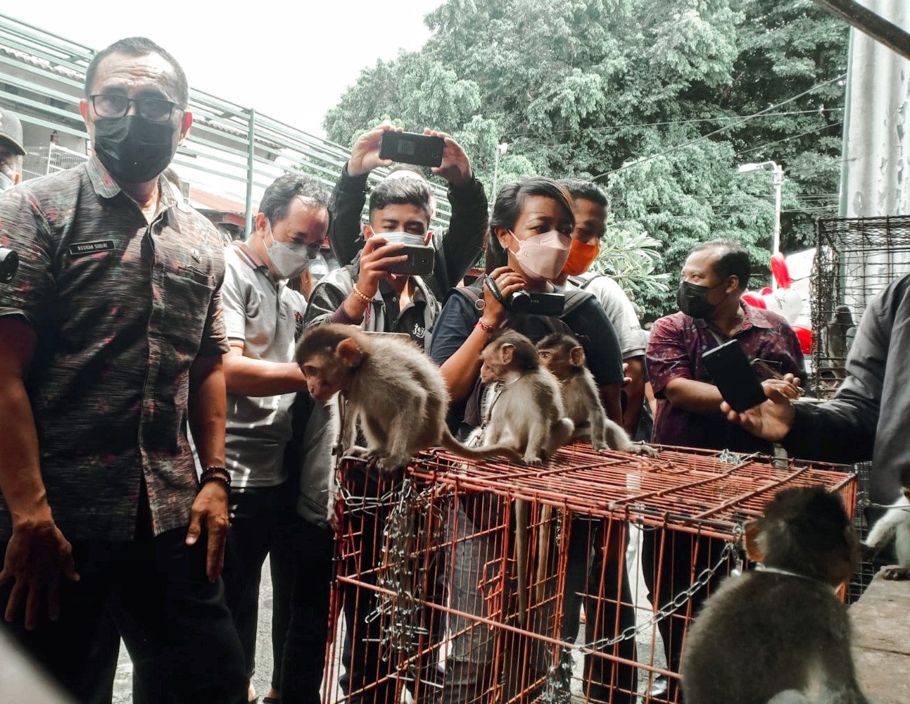 Detail Gambar Monyet Rabies Nomer 44