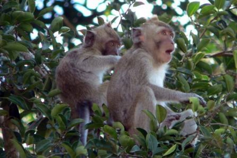 Detail Gambar Monyet Rabies Nomer 6