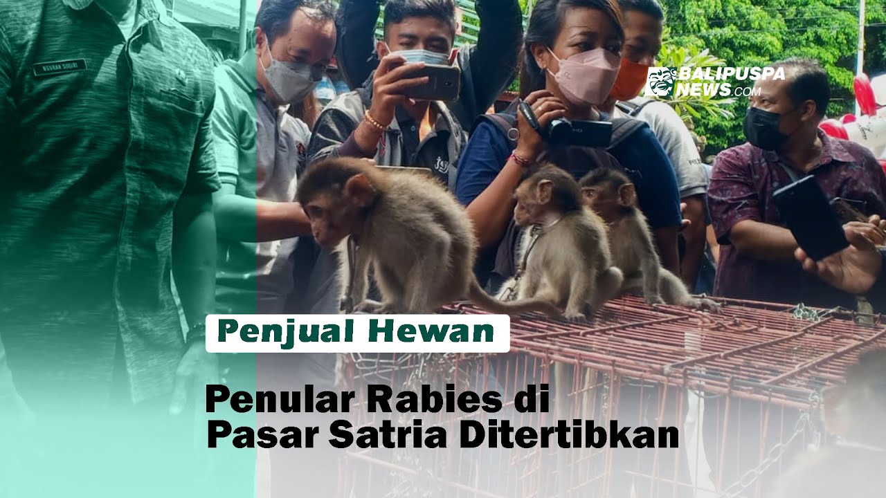 Detail Gambar Monyet Rabies Nomer 52