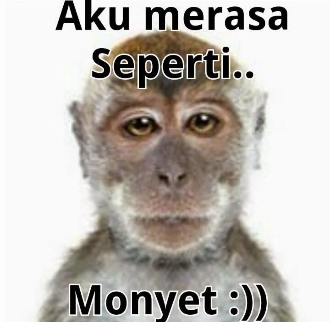 Download Gambar Monyet Sedih Nomer 21