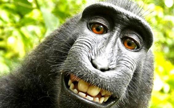 Gambar Monyet Senyum - KibrisPDR