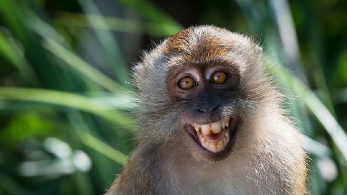 Detail Gambar Monyet Senyum Nomer 19