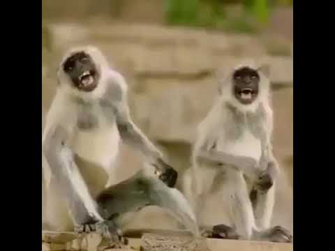 Detail Gambar Monyet Tertawa Nomer 20