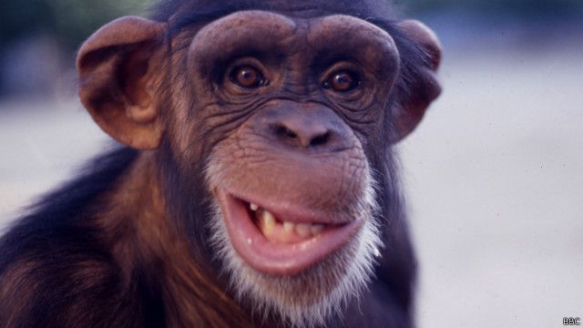 Detail Gambar Monyet Tertawa Nomer 21