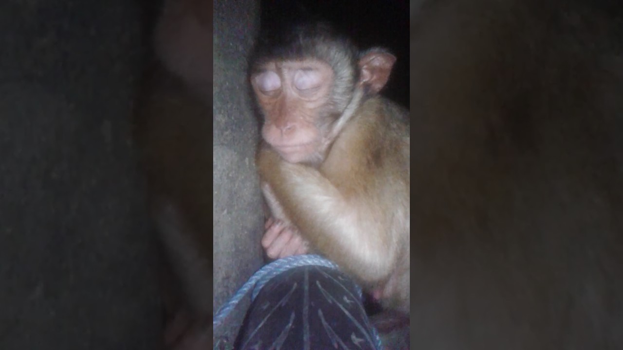 Detail Gambar Monyet Tidur Nomer 23