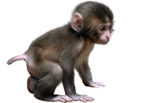 Detail Gambar Monyet Transparan Png Nomer 19
