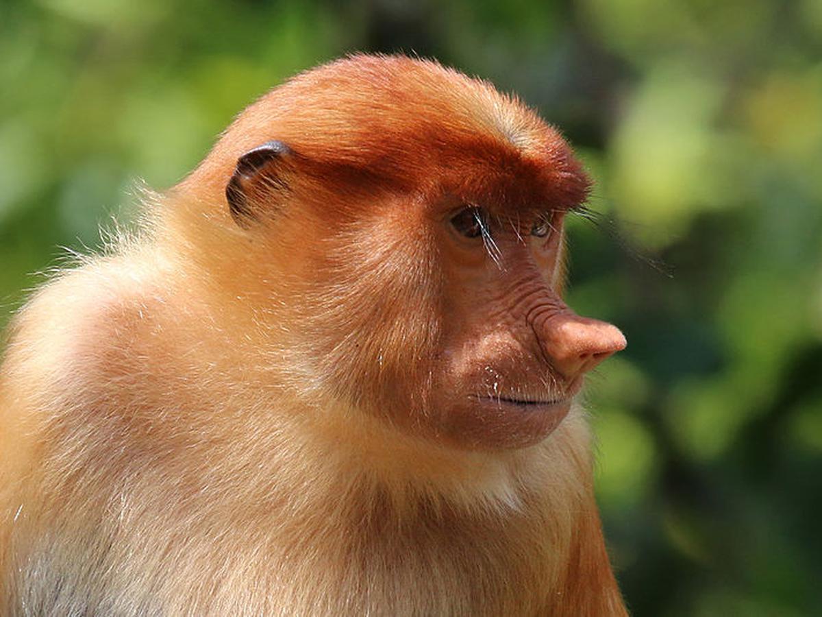 Detail Gambar Monyet Yang Lucu Nomer 11