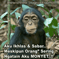 Detail Gambar Monyet Yang Lucu Nomer 35