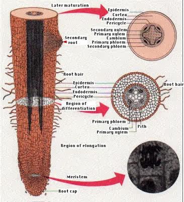 Detail Gambar Morfologi Akar Nomer 15