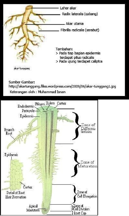 Detail Gambar Morfologi Akar Nomer 18