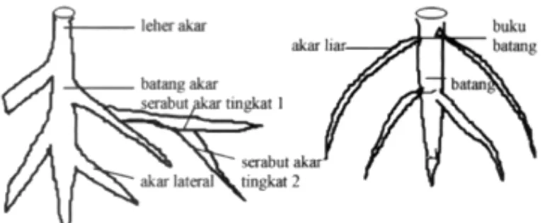 Detail Gambar Morfologi Akar Nomer 20