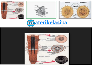 Detail Gambar Morfologi Akar Nomer 25