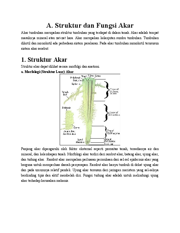 Detail Gambar Morfologi Akar Nomer 26