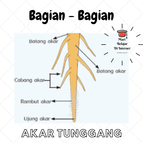 Detail Gambar Morfologi Akar Nomer 9