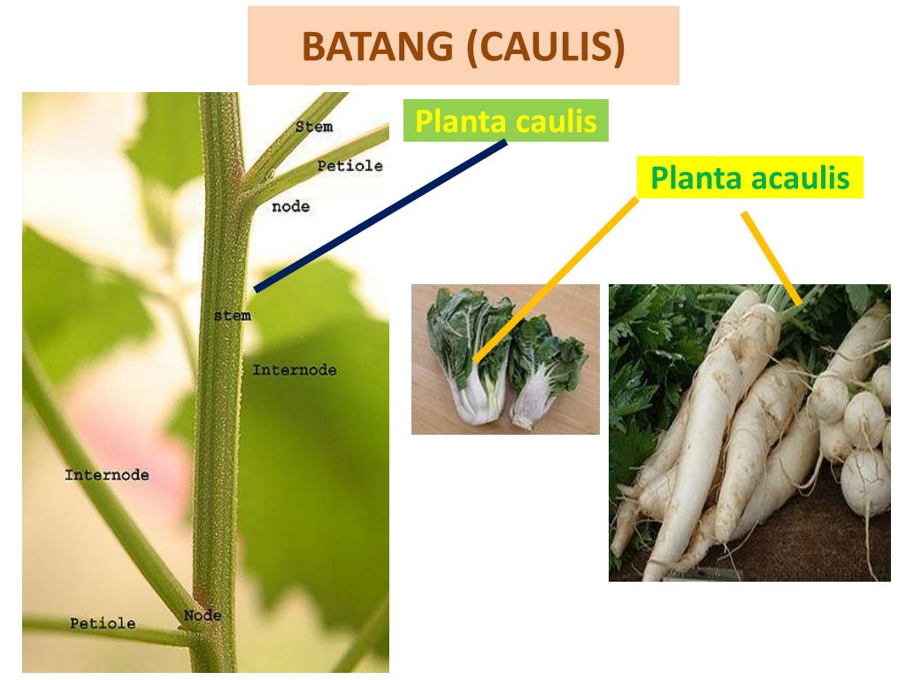 Detail Gambar Morfologi Batang Nomer 9