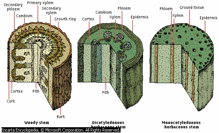 Detail Gambar Morfologi Batang Nomer 31