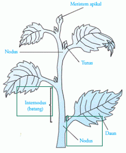 Detail Gambar Morfologi Batang Nomer 4