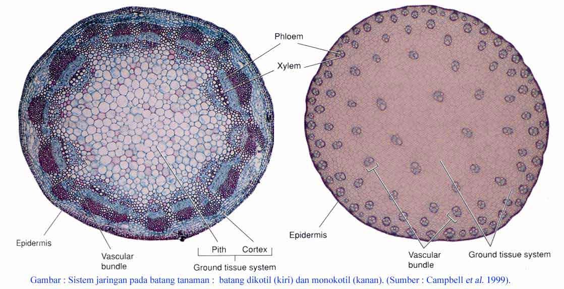Detail Gambar Morfologi Batang Monokotil Nomer 21