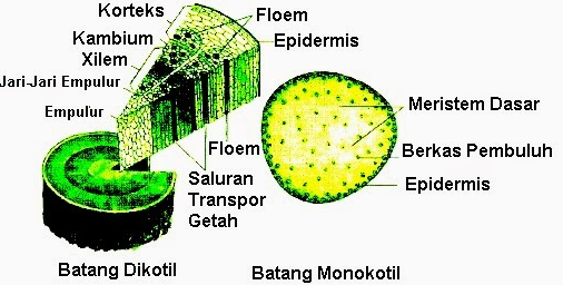 Detail Gambar Morfologi Batang Monokotil Nomer 41