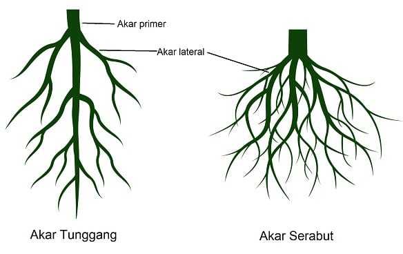 Detail Gambar Morfologi Batang Monokotil Nomer 44