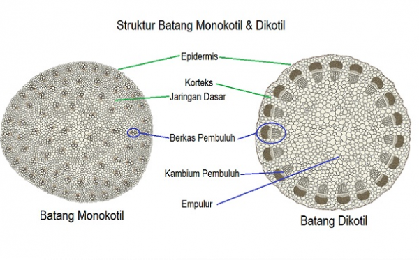 Detail Gambar Morfologi Batang Monokotil Nomer 50