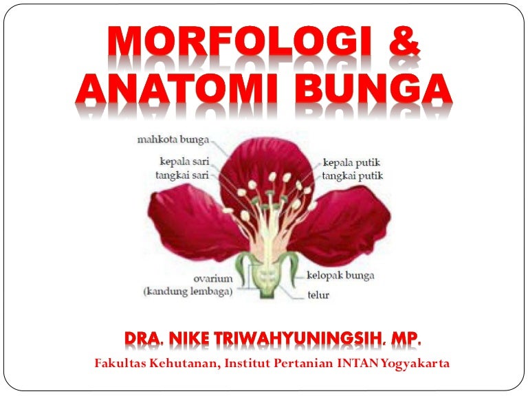 Detail Gambar Morfologi Bunga Nomer 2