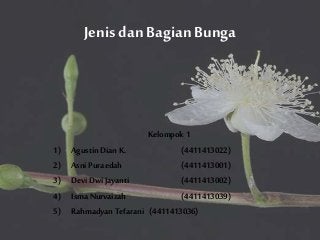 Detail Gambar Morfologi Bunga Nomer 33