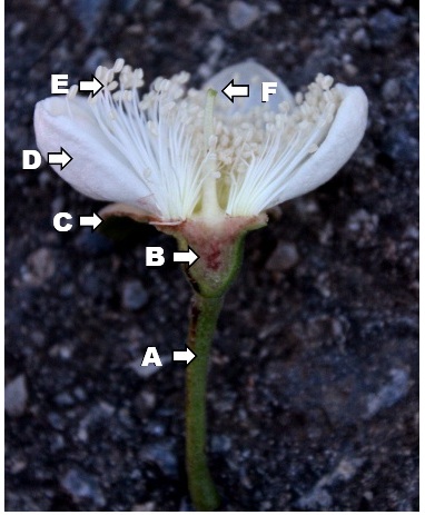 Detail Gambar Morfologi Bunga Nomer 37