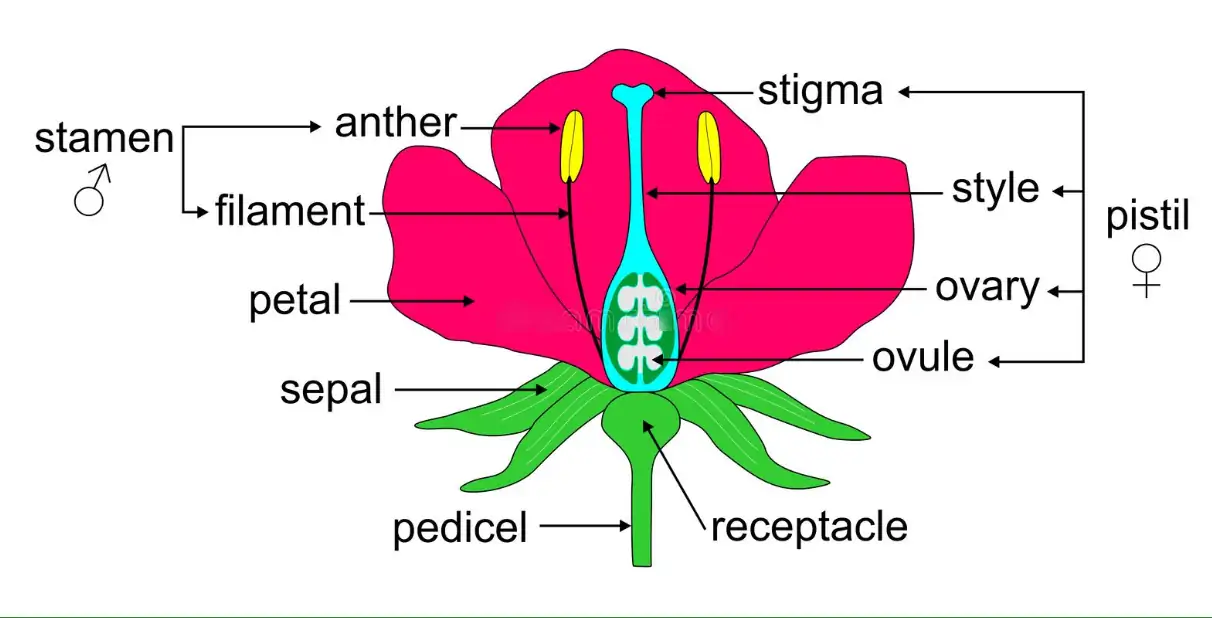Detail Gambar Morfologi Bunga Nomer 8