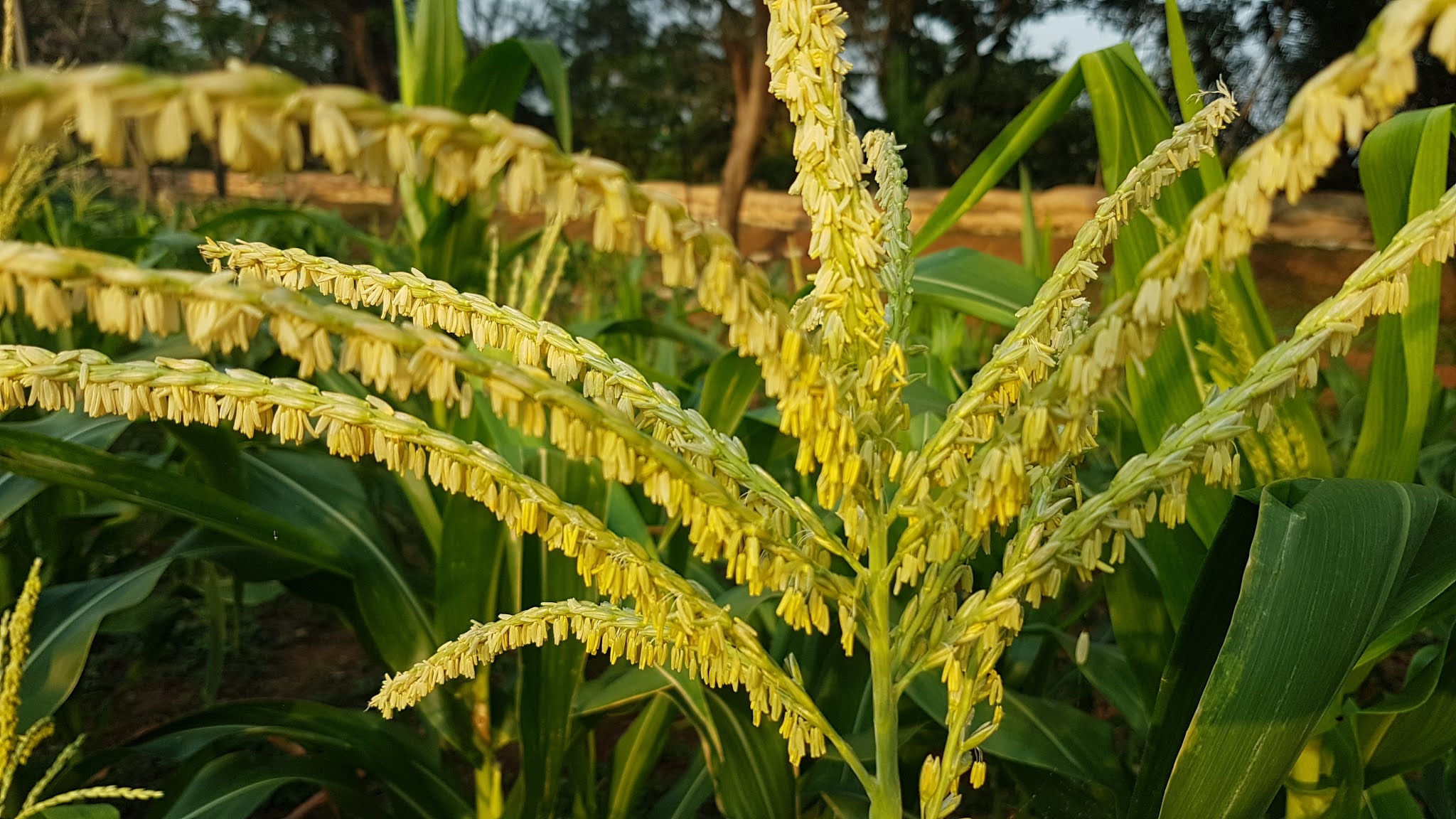 Detail Gambar Morfologi Bunga Jagung Nomer 11