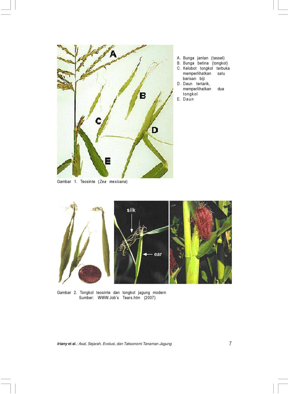 Detail Gambar Morfologi Bunga Jagung Nomer 19