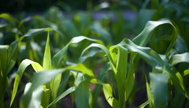 Detail Gambar Morfologi Bunga Jagung Nomer 23