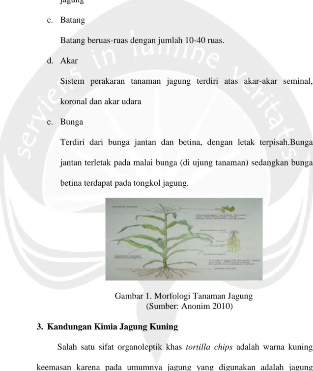 Detail Gambar Morfologi Bunga Jagung Nomer 39