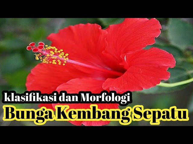 Detail Gambar Morfologi Bunga Kembang Sepatu Nomer 18