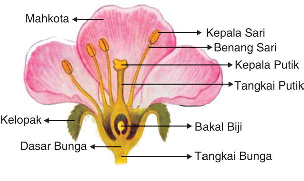 Detail Gambar Morfologi Bunga Kembang Sepatu Nomer 23