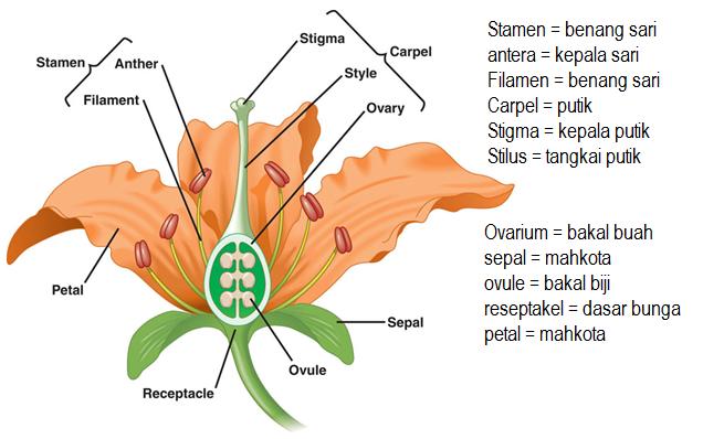 Detail Gambar Morfologi Bunga Lengkap Nomer 11