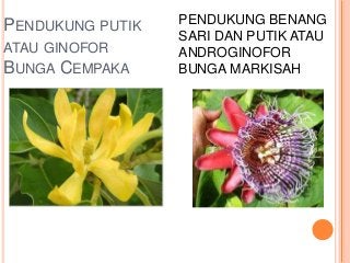 Detail Gambar Morfologi Bunga Lengkap Nomer 51