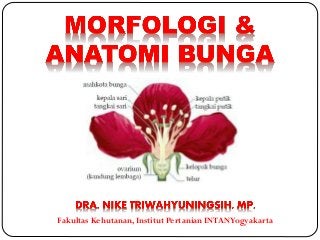 Detail Gambar Morfologi Bunga Lengkap Nomer 10