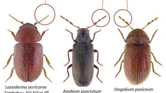 Detail Gambar Morfologi Hama Necrobia Rufipes Nomer 3