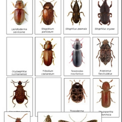 Detail Gambar Morfologi Hama Necrobia Rufipes Nomer 28