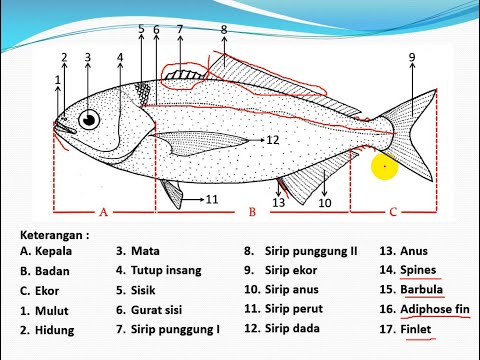 Detail Gambar Morfologi Ikan Nomer 12