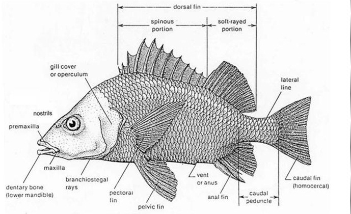 Detail Gambar Morfologi Ikan Nomer 18