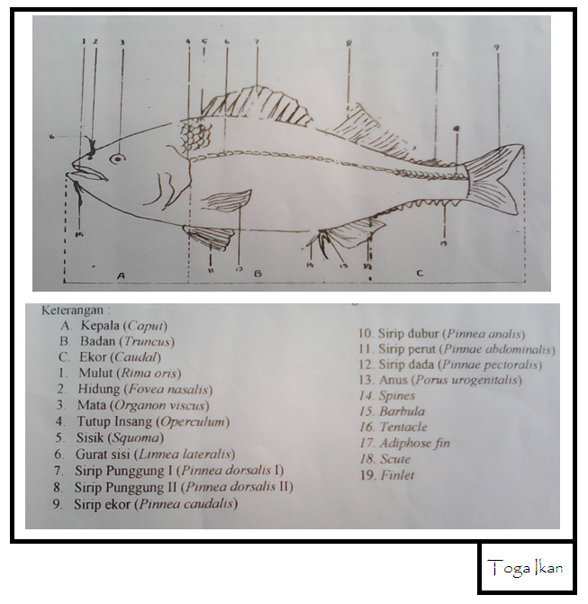 Detail Gambar Morfologi Ikan Nomer 28