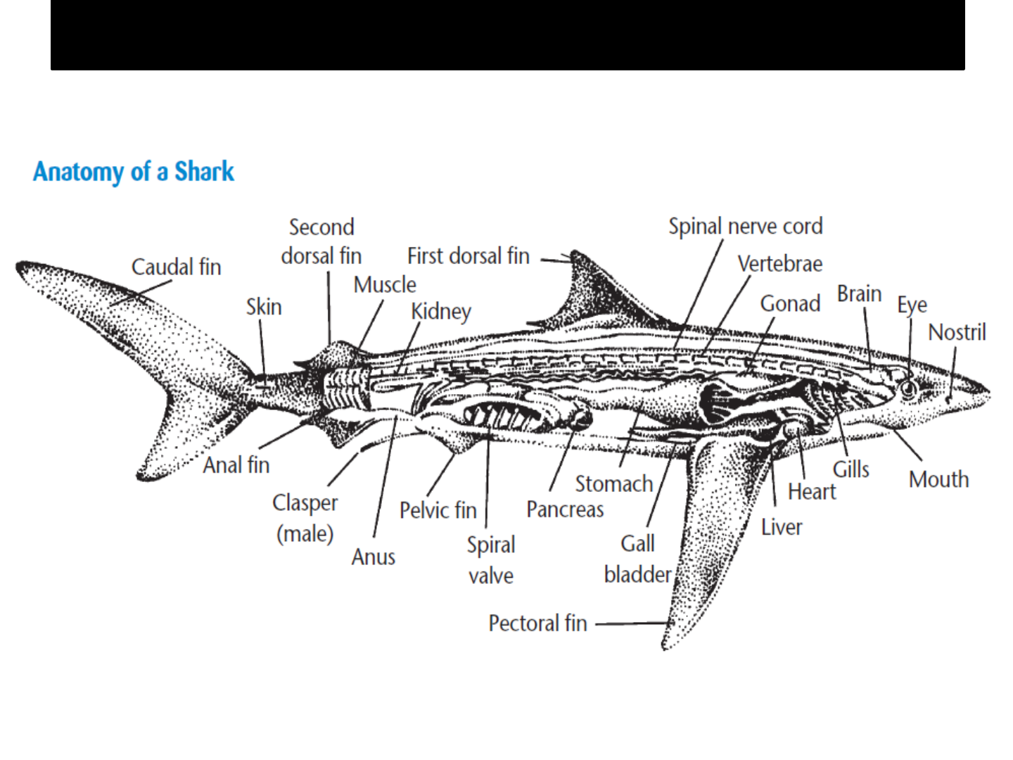 Detail Gambar Morfologi Ikan Nomer 29