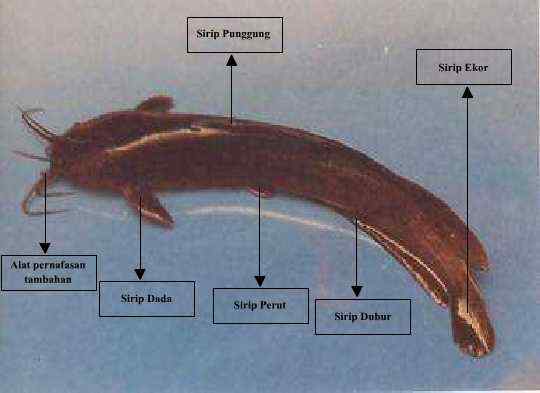 Gambar Morfologi Ikan Lele - KibrisPDR