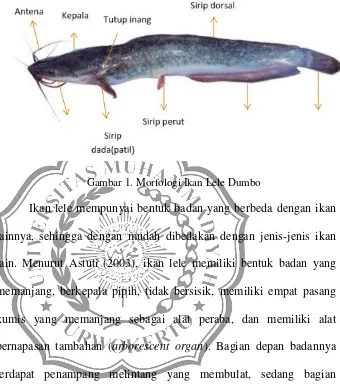 Detail Gambar Morfologi Ikan Lele Nomer 10